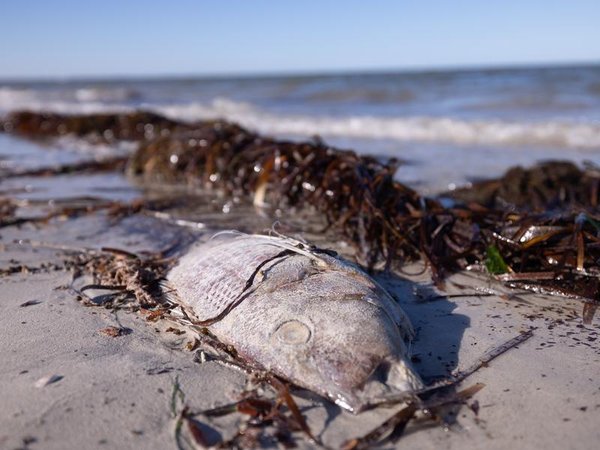 Dead fish