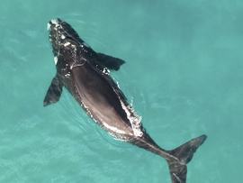 southern right whale
