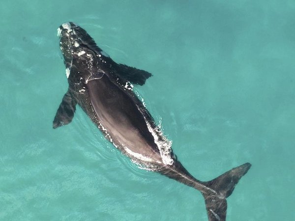 southern right whale