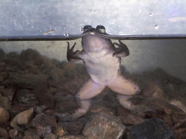 southern gastric-brooding frog