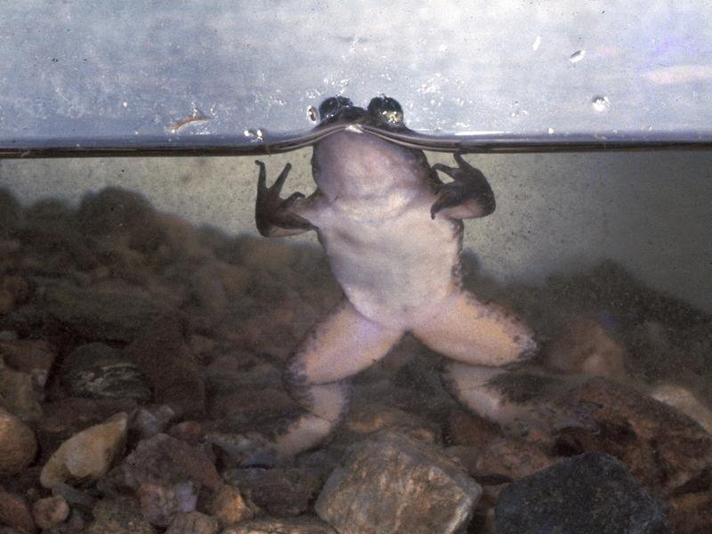 southern gastric-brooding frog