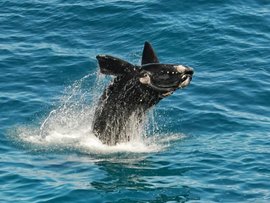 A southern right whale migrating along the South Australian coast