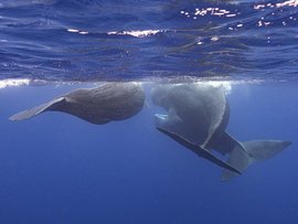 Sperm whales (file)