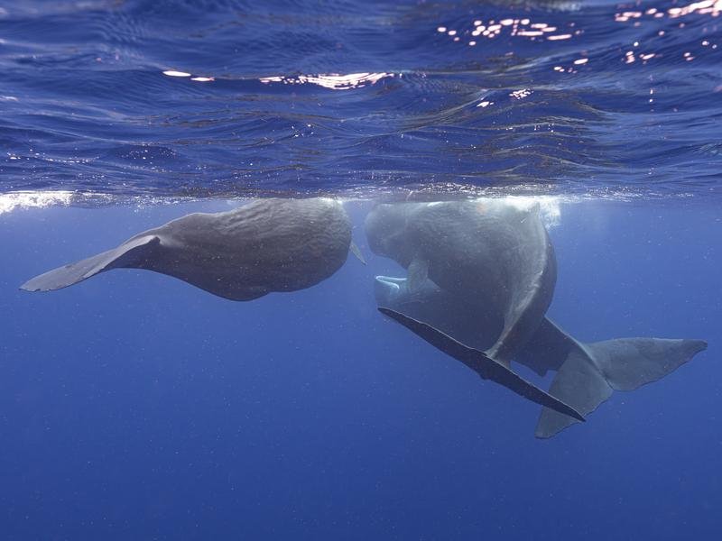 Sperm whales (file)