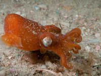Southern Bottletail Squid – Sepiadarium austrinum