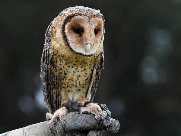 Australian masked owl