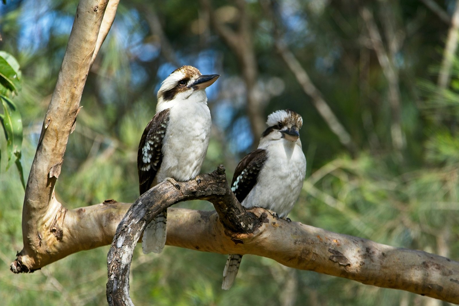 Speaking Bird Workshops with Andrew Turbill