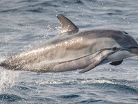 Striped Dolphin, Stenella coeruleoalba