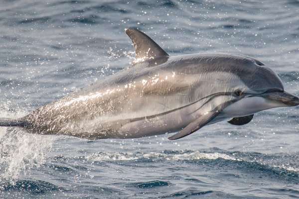 Striped Dolphin jumping out of the ocean.