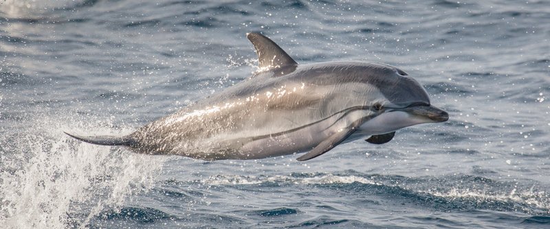 Striped Dolphin, Stenella coeruleoalba