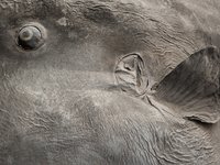 Ocean sunfish specimen