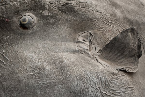Ocean sunfish specimen