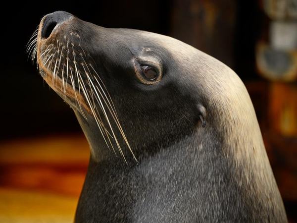 Male Australian Sea Lion,