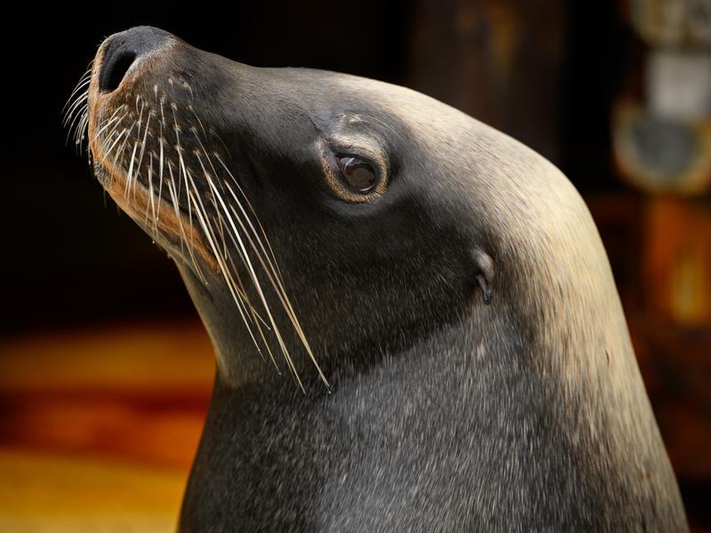 Male Australian Sea Lion,