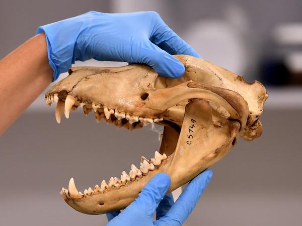 A Tasmanian tiger skull (file image)