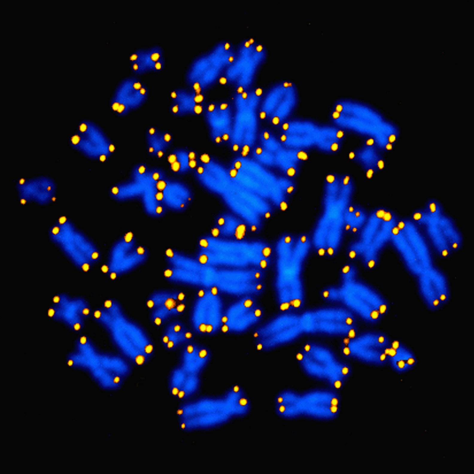 A light micrograph image of telomeres