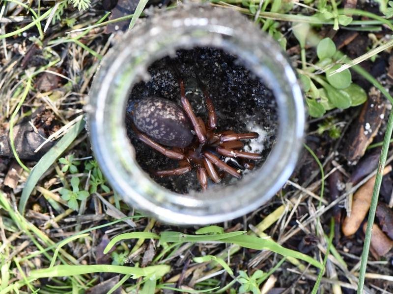 A Teyl trapdoor spider