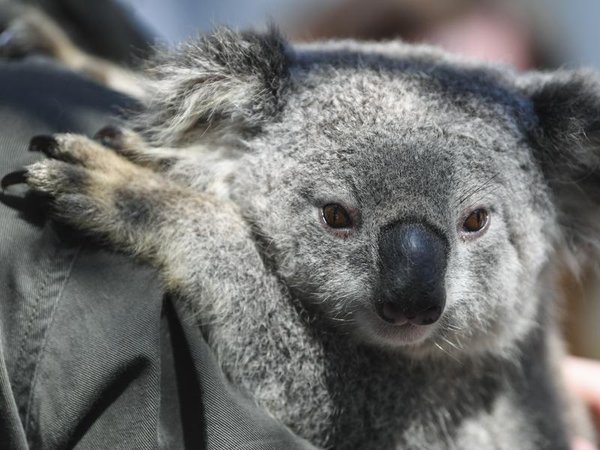 A koala (file image)