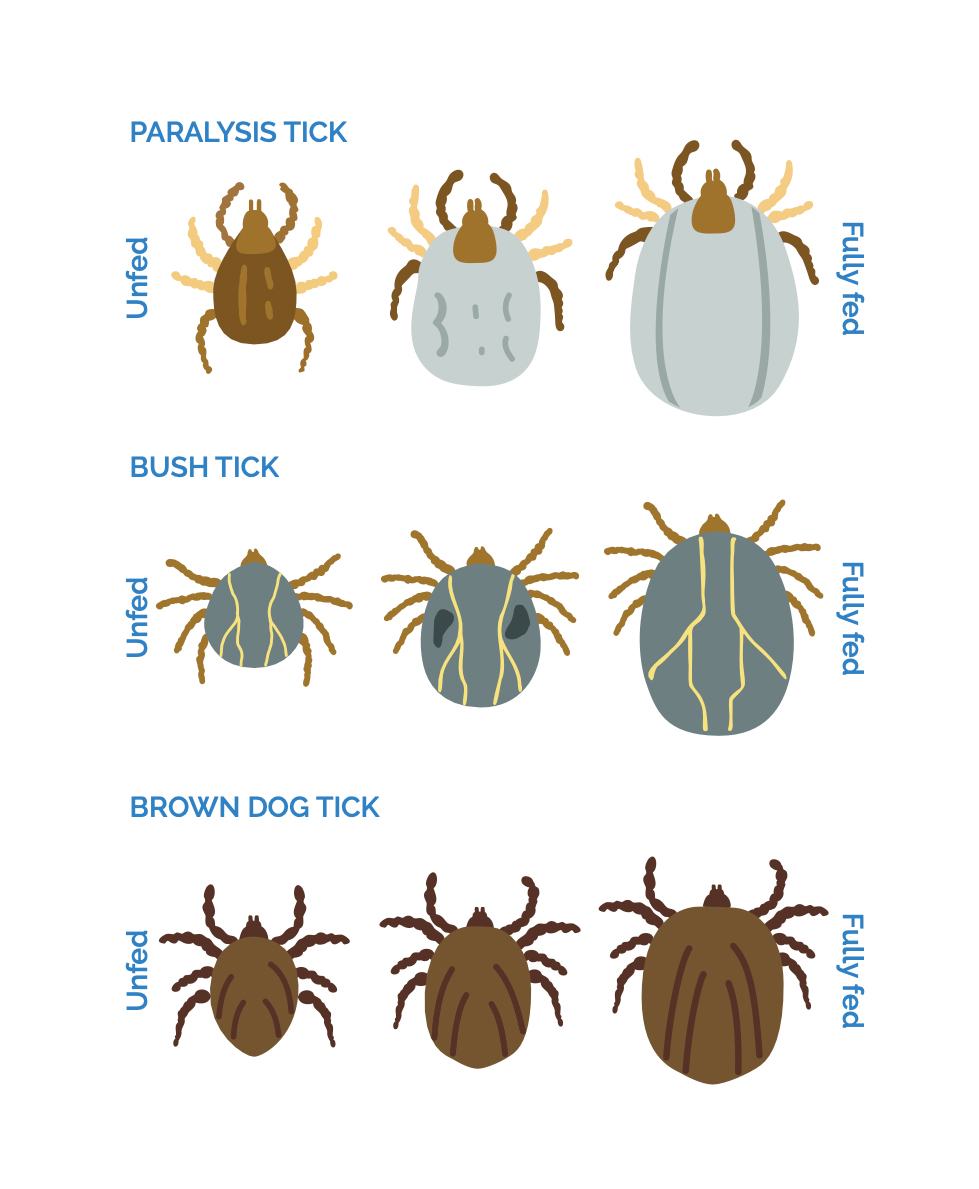 An infographic of three types of Ticks, Paralysis, Bush and Brown Dog tick. Showing the three different stages of the tick, unfed to fully fed.