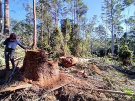 The damage in Wild Cattle Creek State Forest (file)