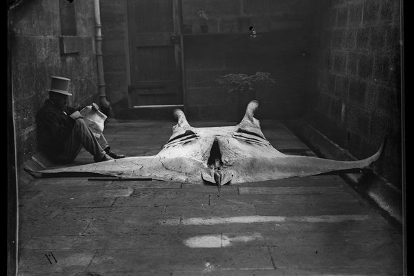 Gerard Krefft with Manta Ray, <i>Manta alfredi</i> (Krefft 1869). AMS 1.1731