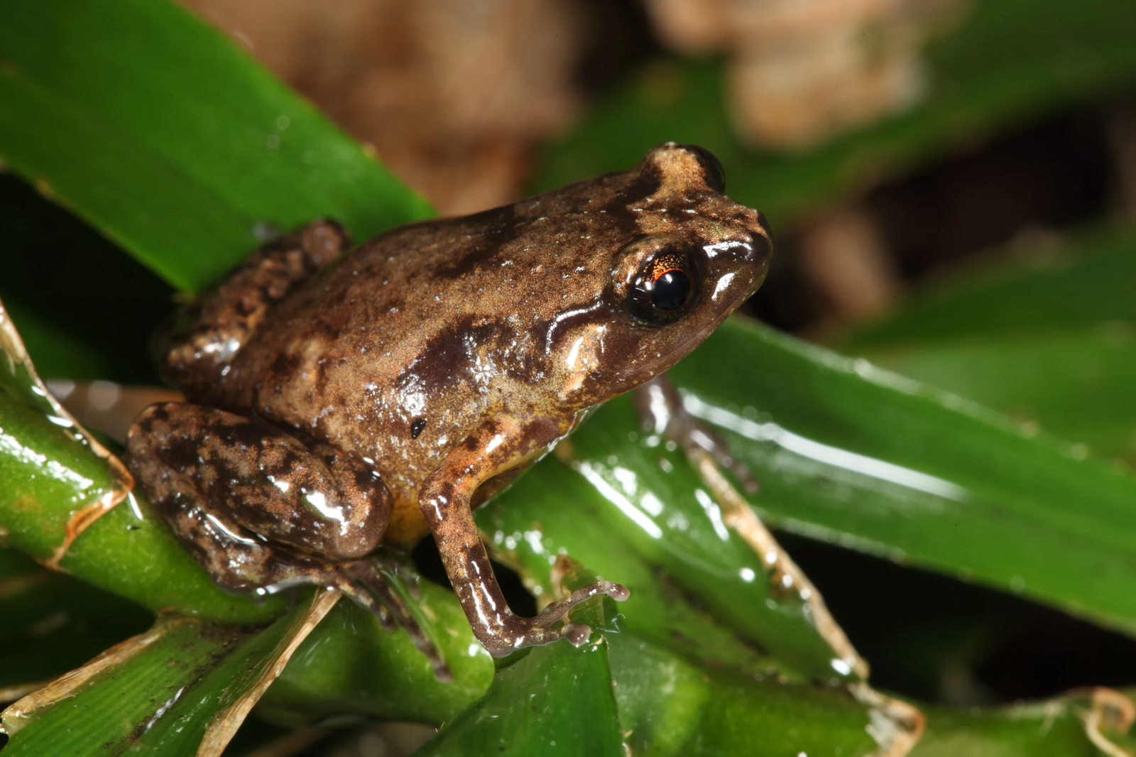Critically endangered Mt Elliot Nursery Frog perched on a green leaf, showing its brown and black mottled skin, large eyes, and long hind legs.