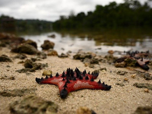 Starfish on a beach