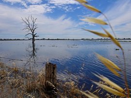 The Murray River in flood (file image)