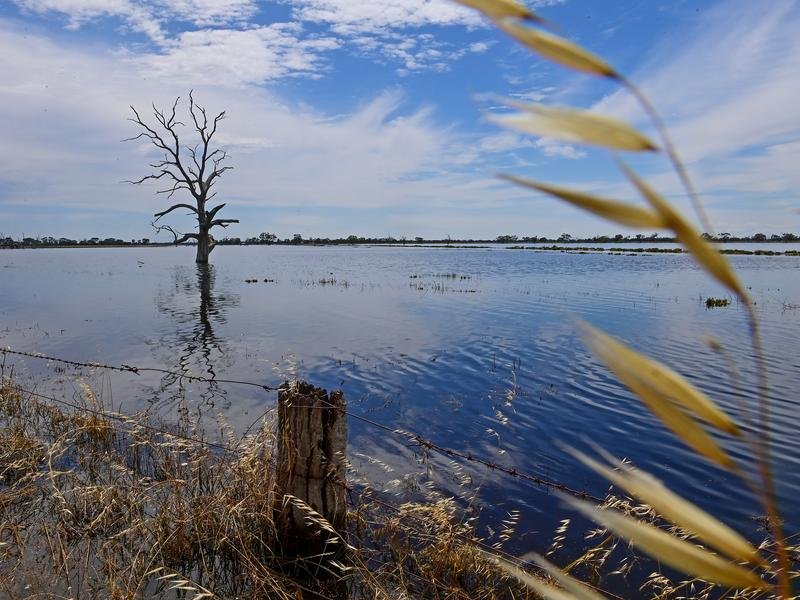 The Murray River in flood (file image)