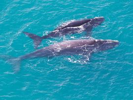 Whales 