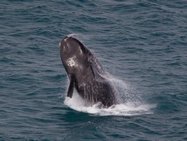 A southern right whale