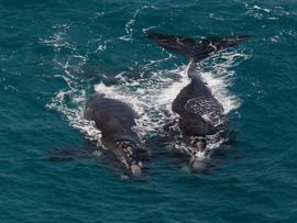 A pair of southern right whales
