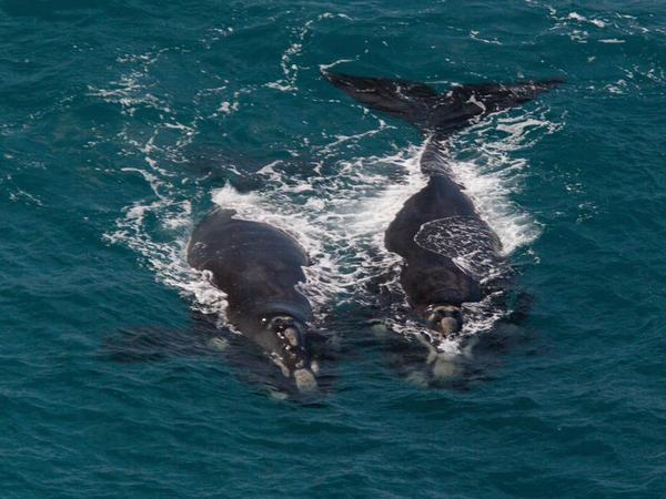 A pair of southern right whales