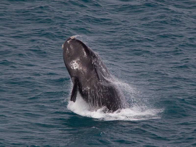 A southern right whale