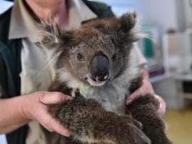 koala stock 