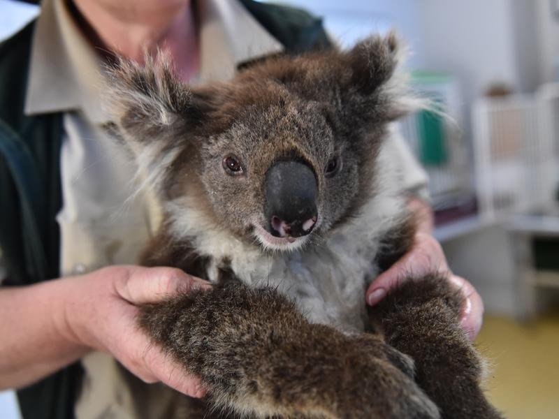 koala stock 