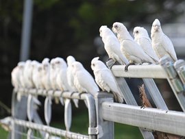 Western corellas are seen at a farm in Bungendore