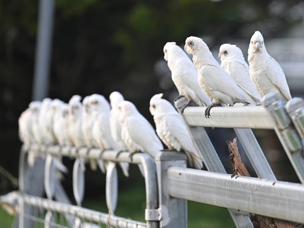 Western corellas are seen at a farm in Bungendore