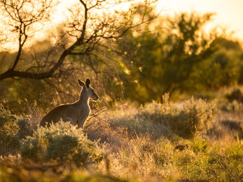 Kangaroo in western NSW