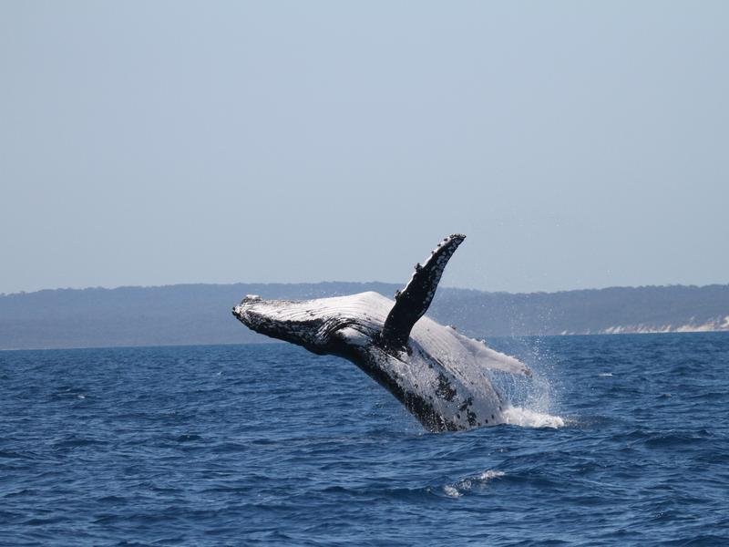 Whale migration