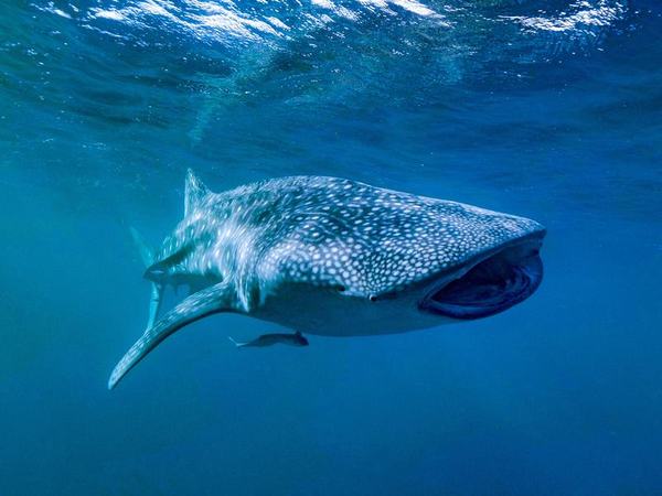 A  whale shark at Ningaloo Reef in Western Australia