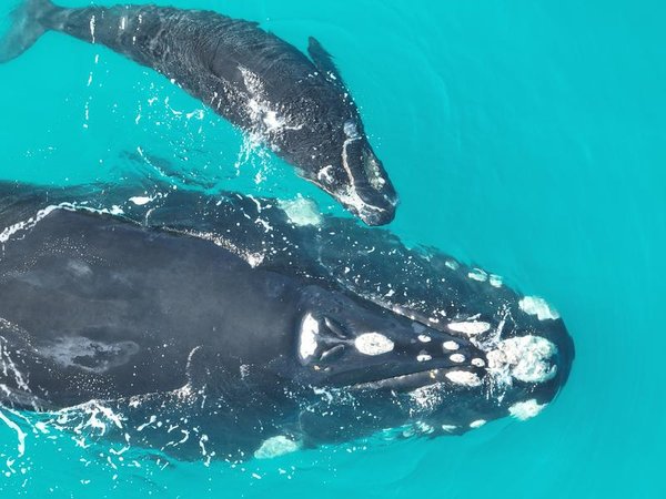 A southern right whale and calf (file image)