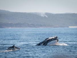 Humpback whales off Eden, NSW