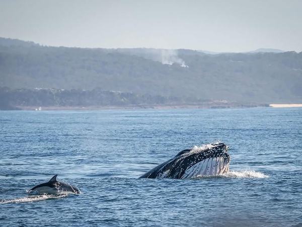 Humpback whales off Eden, NSW