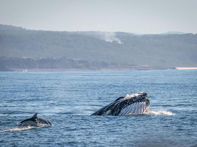 Humpback whales off Eden, NSW
