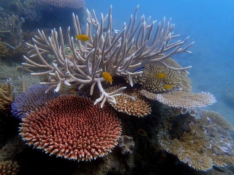 Damselfish and butterflyfish swim among branching corals