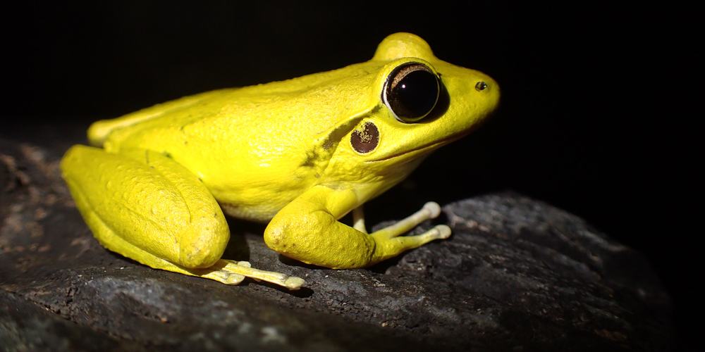 A yellow male stony creek frog with large black eyes is perched on a rock in the dark.