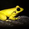 A yellow male stony creek frog with large black eyes is perched on a rock in the dark.