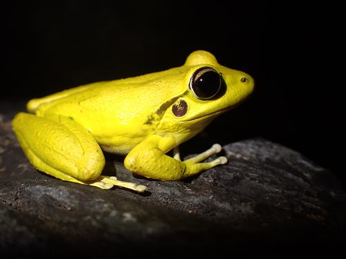 A breeding male stony creek frog, Rhyaconastes wilcoxii