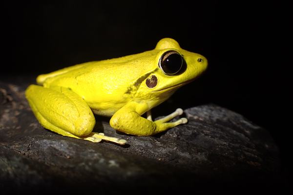 A breeding male stony creek frog, Rhyaconastes wilcoxii